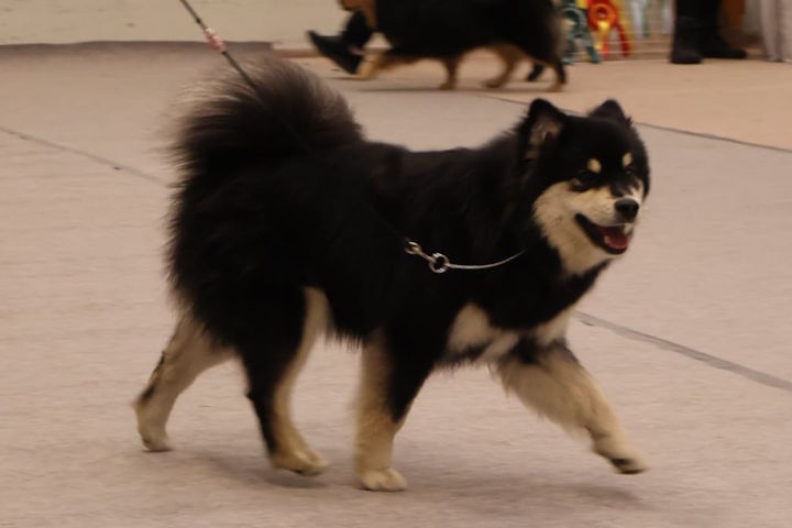 Lumi