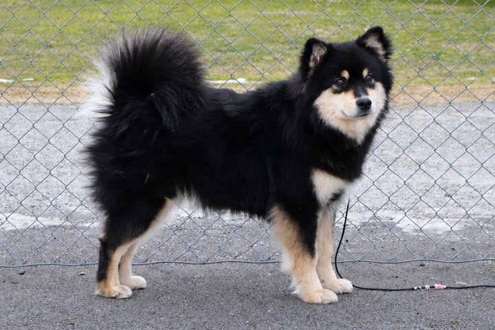 Lumi
