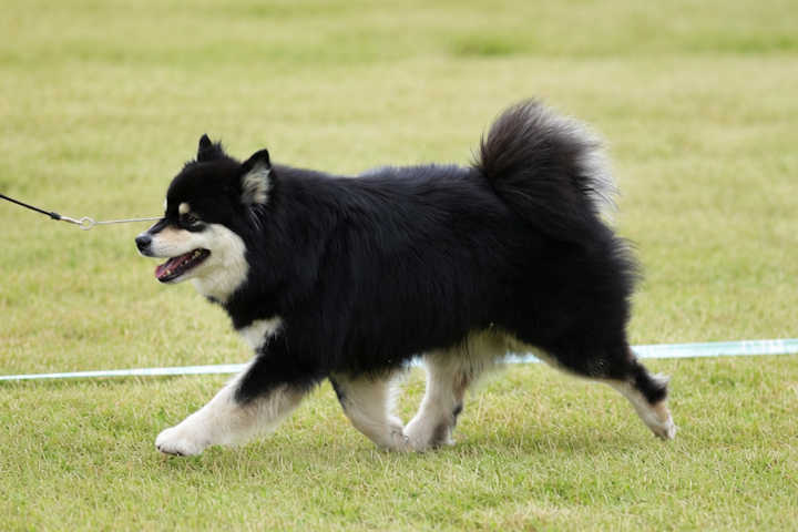 Lumi