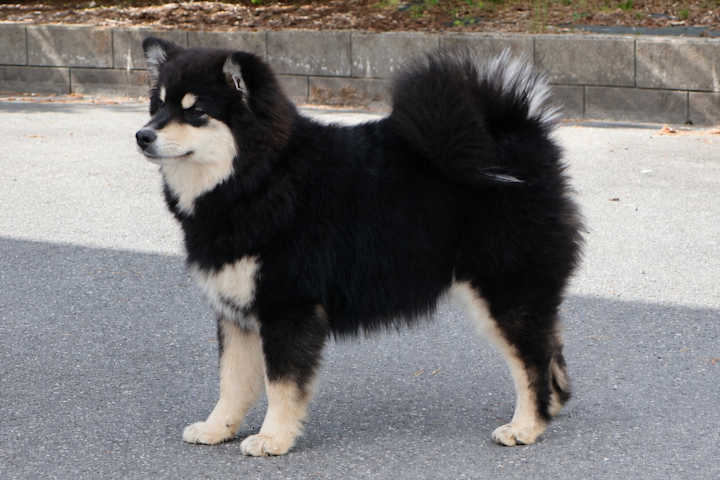 Lumi
