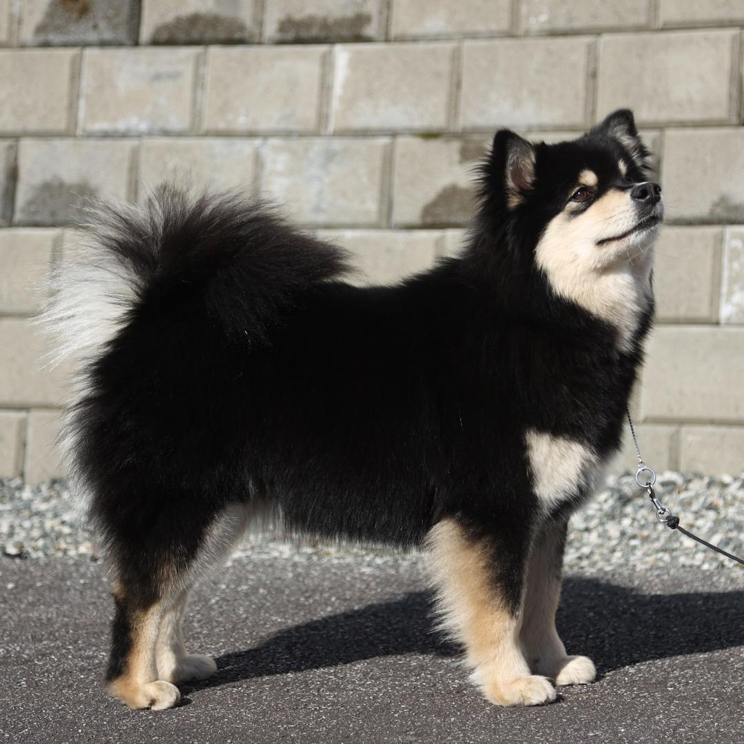 Lumi