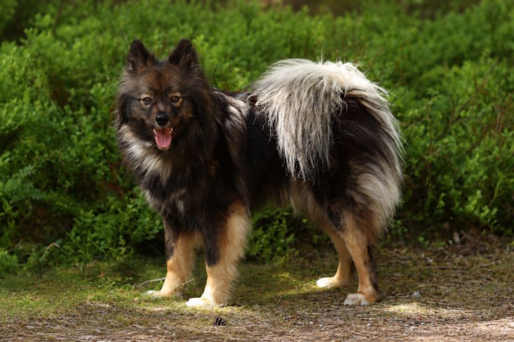 Sheba