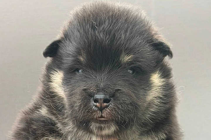 Dovre av Ailupii