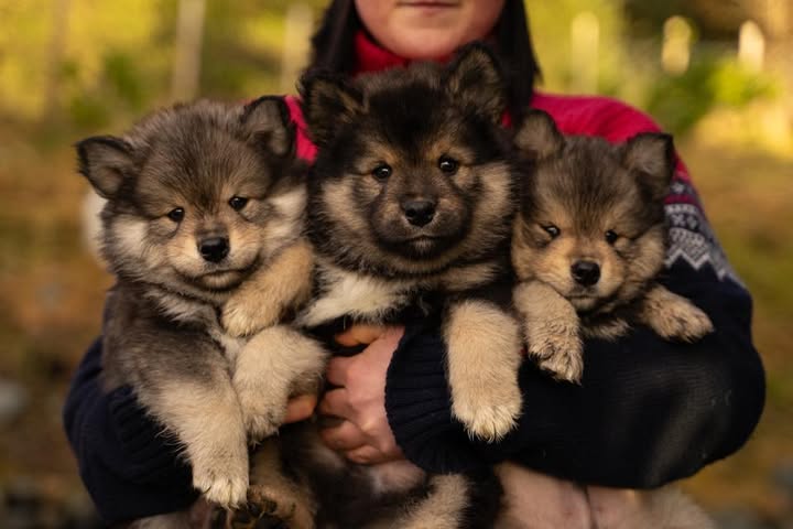 Kennel Ailupii