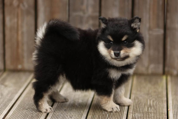 Lumi