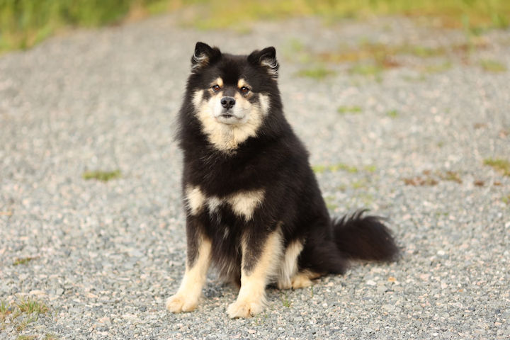Logan