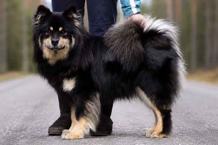 Nordic Teal Barkkipirkko