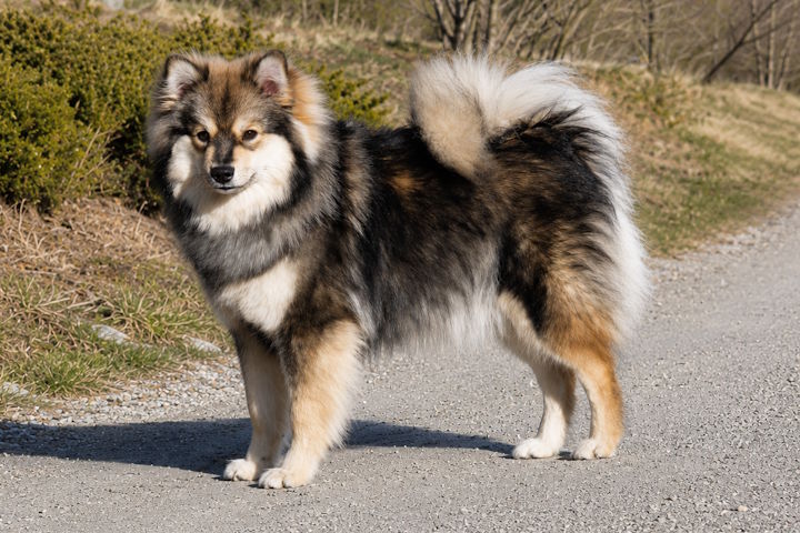 Nordic Teal Biegganieida
