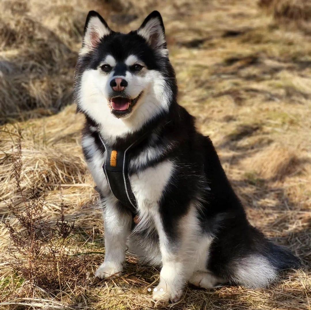 Maja