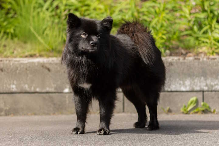Milo