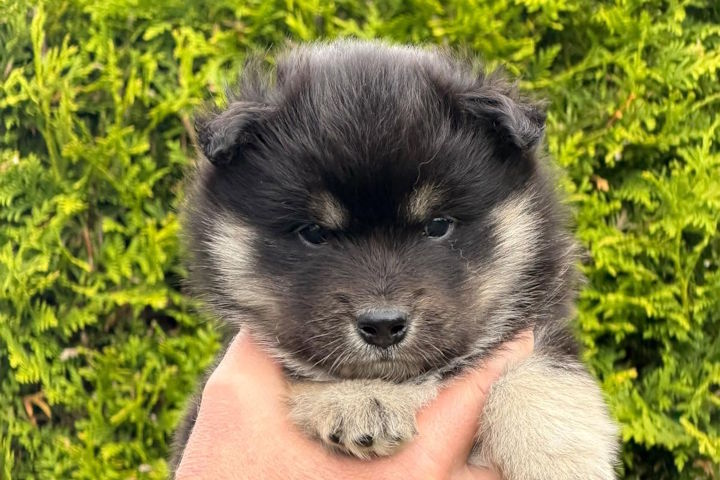 Odin