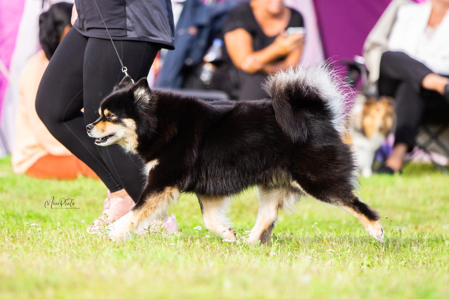 Finsk lapphund