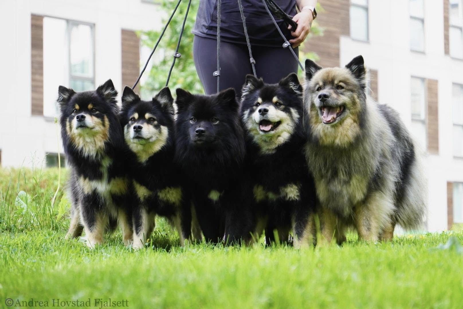 Kennel Ailupii