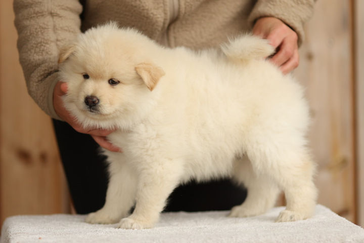 Tind av Ailupii