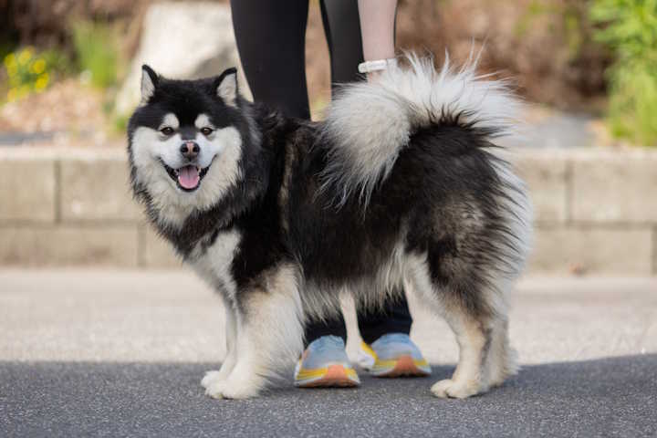 Ajax